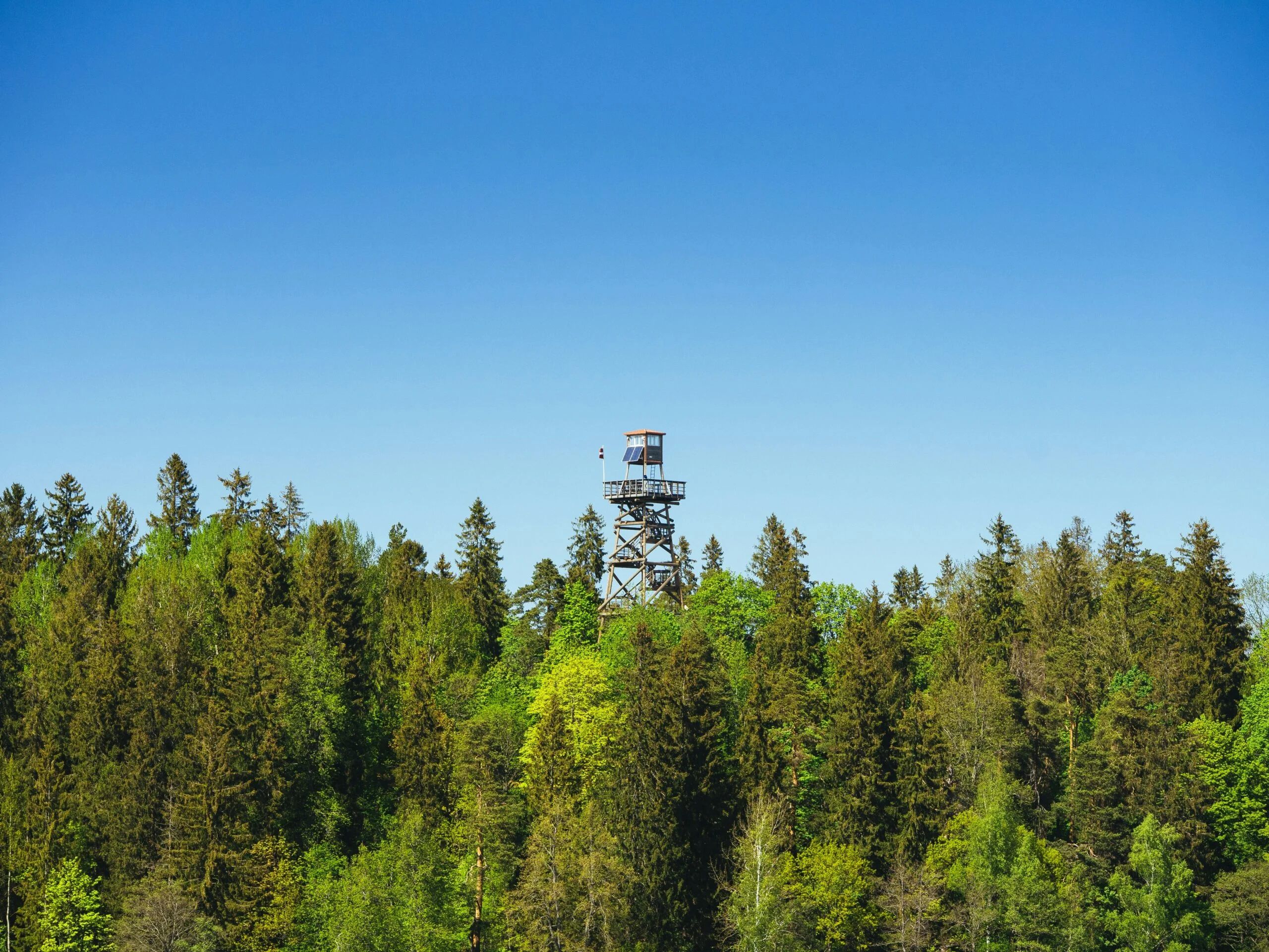 green trees under blue sky during daytime